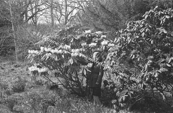 HEADFORD HOUSE  RHODODENDRONS  MADEMOISELLE FRANCOISE REIX